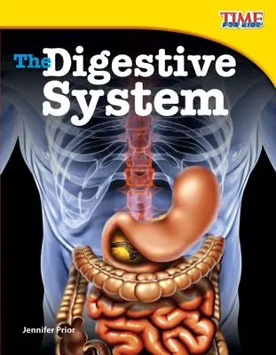 Układ trawienny - The Digestive System