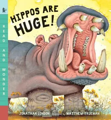 Hipopotamy są ogromne! - Hippos Are Huge!