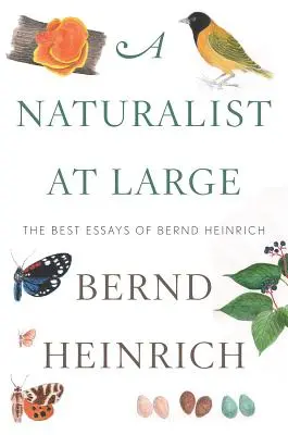 Naturalista na wolności: Najlepsze eseje Bernda Heinricha - A Naturalist at Large: The Best Essays of Bernd Heinrich