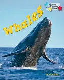 Wieloryby - Whales