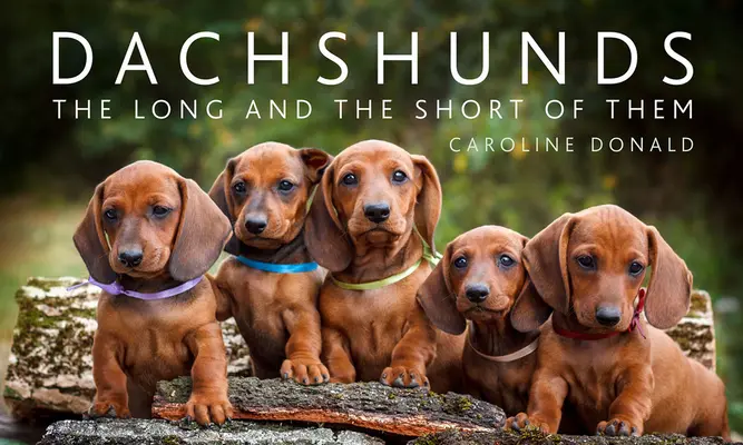 Jamniki: Długi i krótki opis - Dachshunds: The Long and the Short of Them