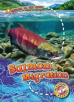 Migracja łososi - Salmon Migration