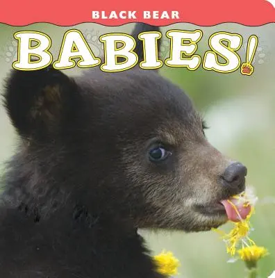 Dzieci niedźwiedzia czarnego! - Black Bear Babies!