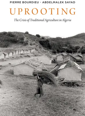 Wykorzenienie: Kryzys tradycyjnego rolnictwa w Algierii - Uprooting: The Crisis of Traditional Algriculture in Algeria