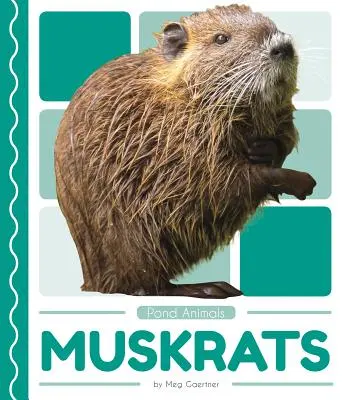 Piżmaki - Muskrats