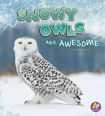 Sowy śnieżne są niesamowite - Snowy Owls Are Awesome