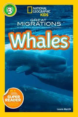 Wieloryby - Whales