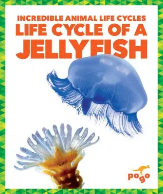 Cykl życiowy meduzy - Life Cycle of a Jellyfish