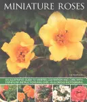 Róże miniaturowe - Miniature Roses