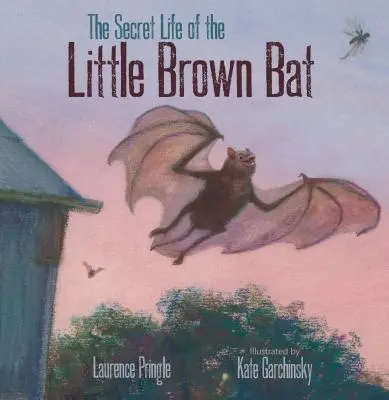 Sekretne życie nietoperza brunatnego - The Secret Life of the Little Brown Bat