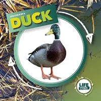 Kaczka - Duck