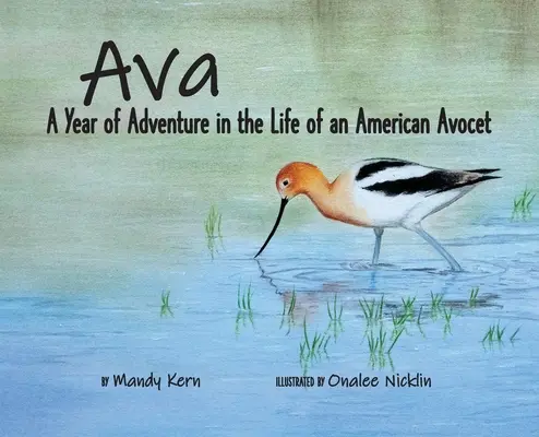 Ava: Rok przygody w życiu amerykańskiego ptaka Avocet - Ava: A Year of Adventure in the Life of an American Avocet
