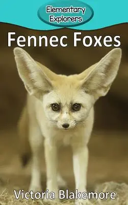 Lisy fenek - Fennec Foxes