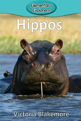 Hipopotamy - Hippos