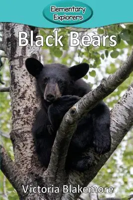 Czarne niedźwiedzie - Black Bears