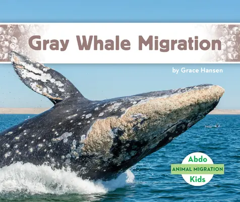 Migracja wielorybów szarych - Gray Whale Migration