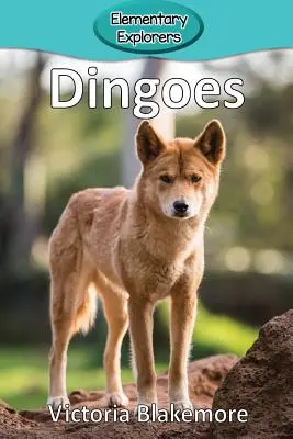 Dingo - Dingoes