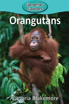 Orangutany - Orangutans