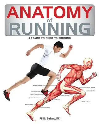 Anatomia biegania - Anatomy of Running