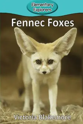 Lisy fenek - Fennec Foxes