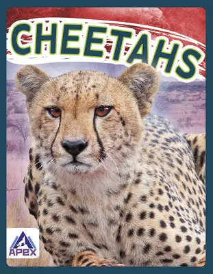 Gepardy - Cheetahs