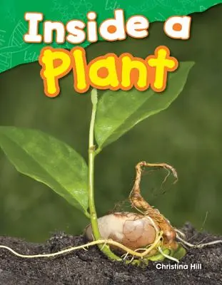 Wnętrze rośliny - Inside a Plant