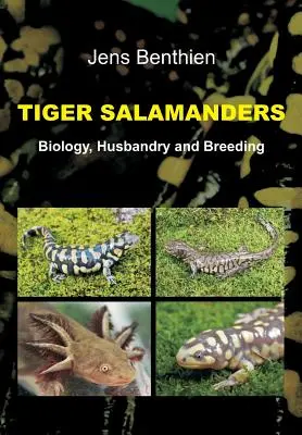 Salamandry tygrysie - Tiger Salamanders