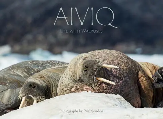 Aiviq: Życie z morsami - Aiviq: Life with Walruses