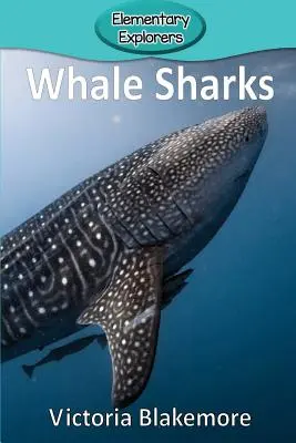 Rekiny wielorybie - Whale Sharks