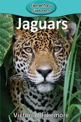 Jaguary - Jaguars