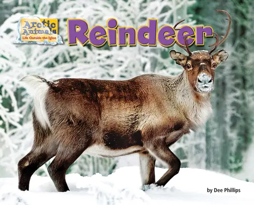 Renifer - Reindeer