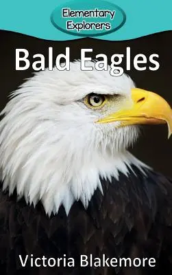Orły bieliki - Bald Eagles