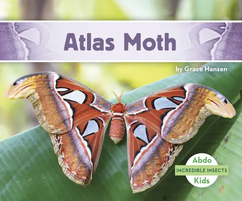 Ćma atlasowa - Atlas Moth