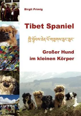 Spaniel tybetański: Groer Hund im kleinen Krper - Tibet Spaniel: Groer Hund im kleinen Krper