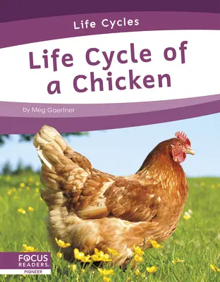 Cykl życia kurczaka - Life Cycle of a Chicken