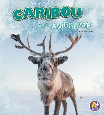 Karibu są niesamowite - Caribou Are Awesome