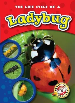 Cykl życia biedronki - The Life Cycle of a Ladybug