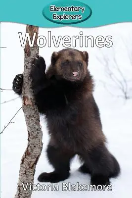 Rosomaki - Wolverines