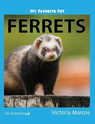 Moje ulubione zwierzę: Fretki - My Favorite Pet: Ferrets