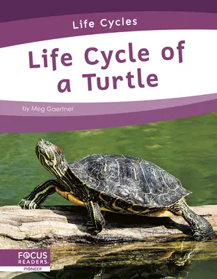 Cykl życia żółwia - Life Cycle of a Turtle