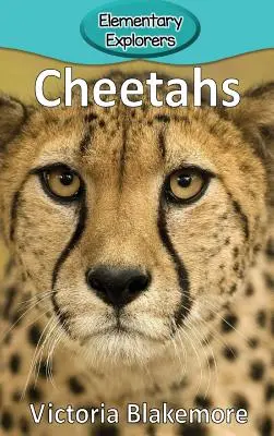 Gepardy - Cheetahs