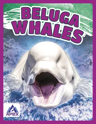 Wieloryby Beluga - Beluga Whales