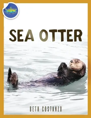 Wydra morska w wieku 2-4 lat - Sea Otter ages 2-4