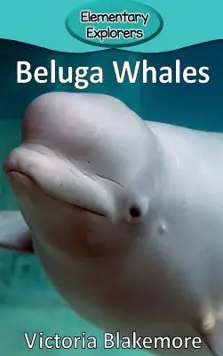 Wieloryby Beluga - Beluga Whales
