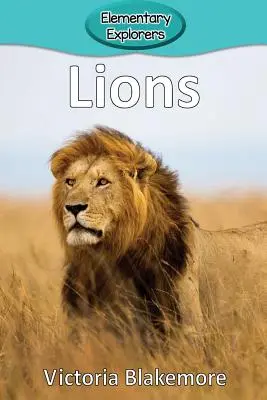 Lwy - Lions