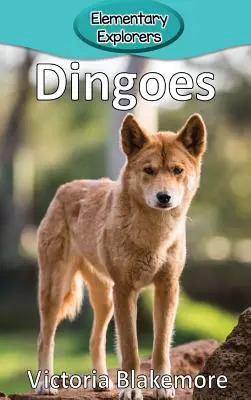 Dingo - Dingoes