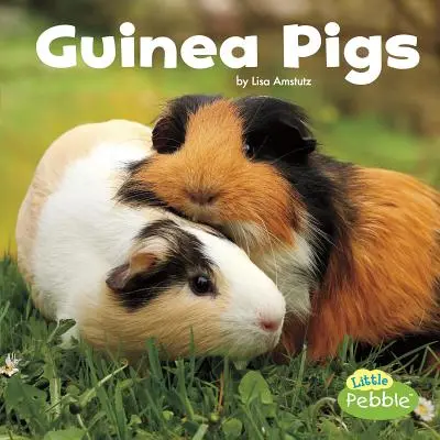 Świnki morskie - Guinea Pigs