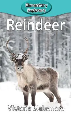 Renifery - Reindeer