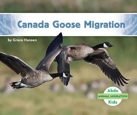 Migracja gęsi kanadyjskiej - Canada Goose Migration