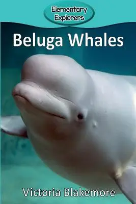 Wieloryby Beluga - Beluga Whales